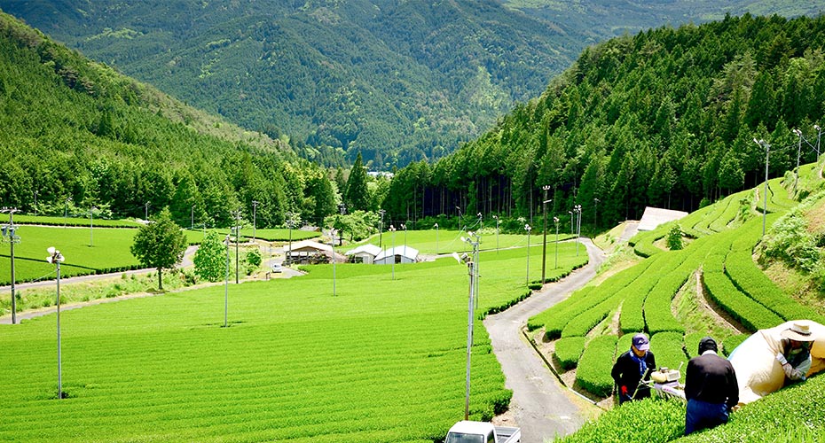 岐阜県産 美濃白川茶製造直売 ますぶち園（ふるさと茶屋）｜岐阜・白川から白川茶を製造直売