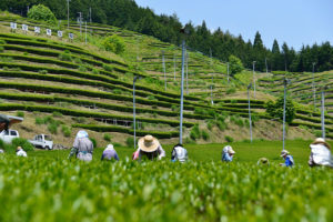 ますぶち茶園　茶摘み風景