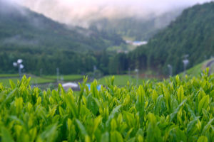 日の出前の鱒渕茶園