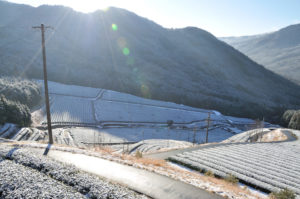 茶畑にうっすら雪