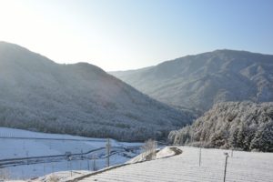 茶畑に雪