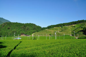 白川町黒川　鱒渕茶園風景