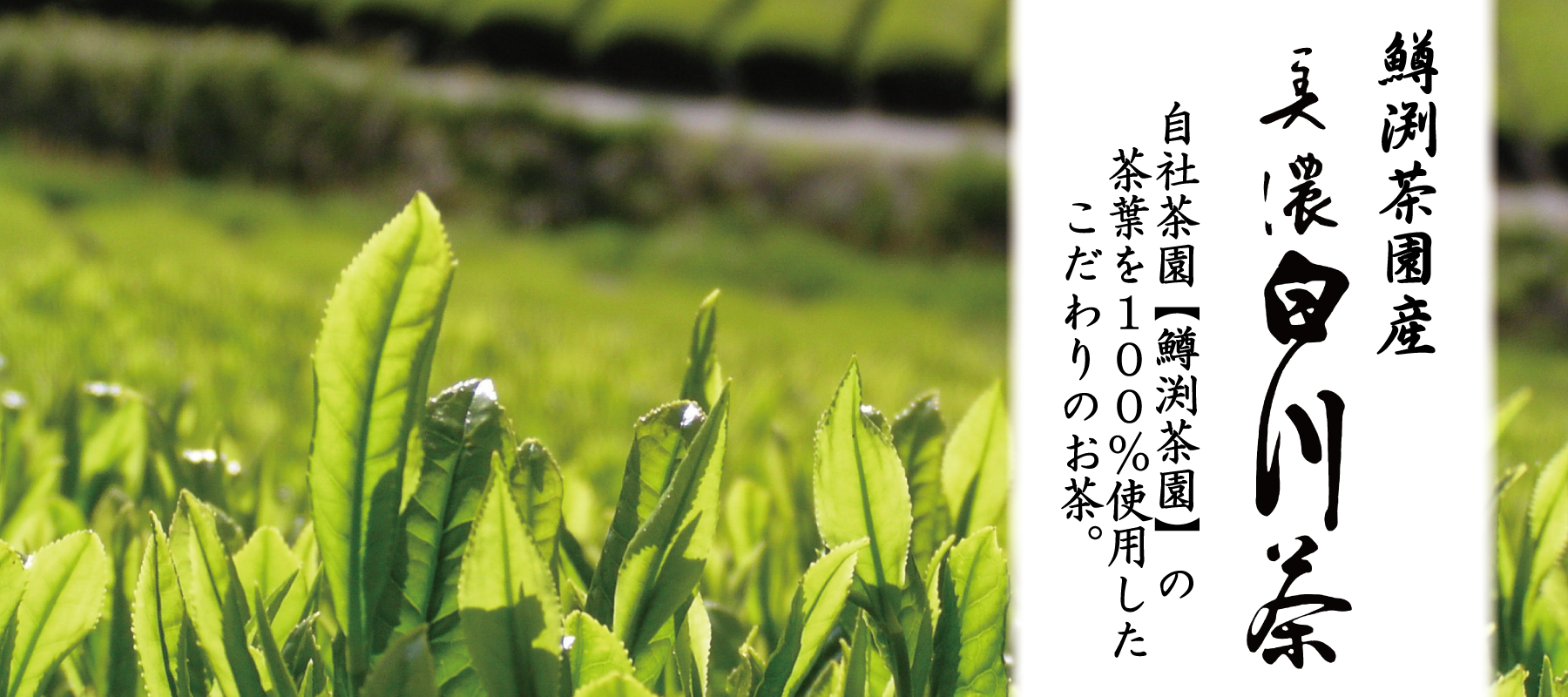 白川町　白川茶