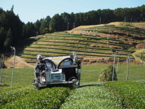 鱒渕茶園　白川茶