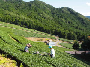 秋整枝　鱒渕茶園　白川町