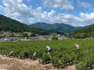 茶畑の草取り