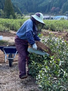 ますぶち園白川茶