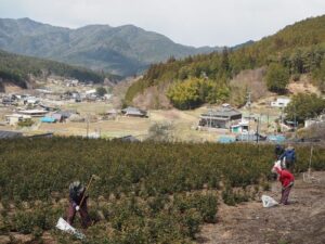 鱒渕茶園