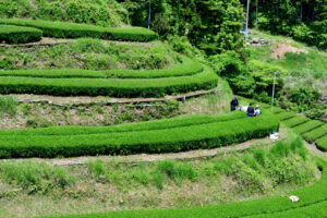 白川町　鱒渕茶園