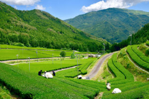 ますぶち園　白川町