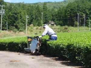 鱒渕茶園でとれるますぶち園の白川茶