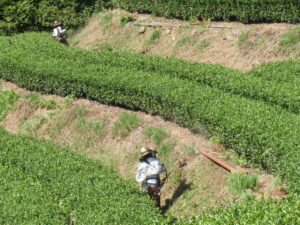 鱒渕茶園でとれるますぶち園の白川茶