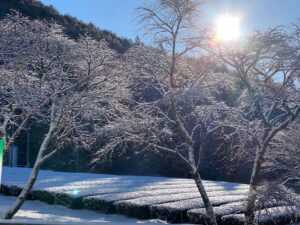 鱒渕茶園の雪景色