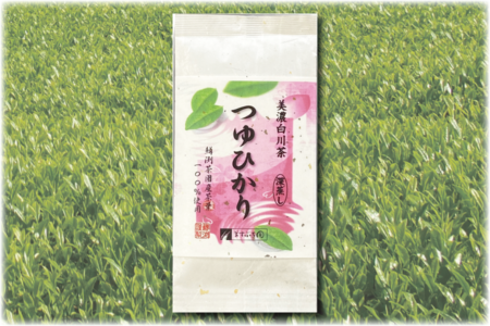 鱒渕茶園産美濃白川茶品種茶つゆひかり