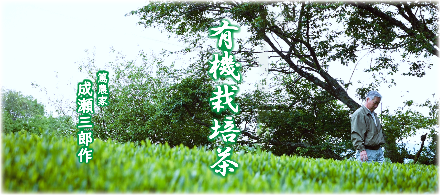 成瀬さんの有機栽培茶（岐阜県産）