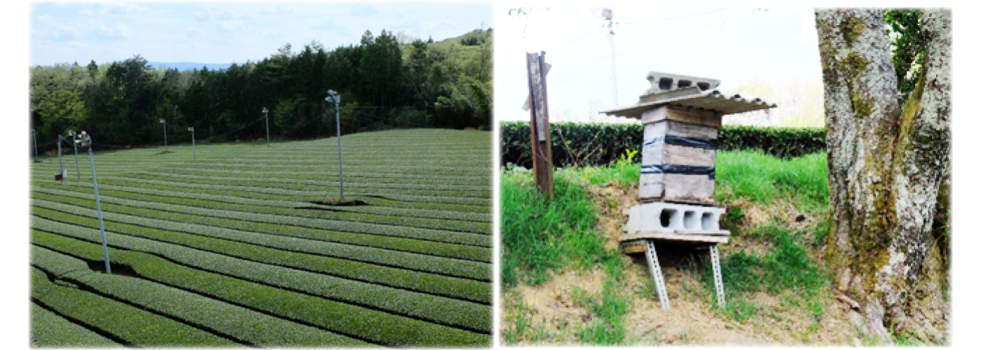 低価格 1番茶の濃厚な旨味 さざの 有機栽培茶 極 100g×3本 回 QAH022 お茶 茶 日本茶 緑茶 茶葉 有機 オーガニック エコファーマー  無農薬 おいしい おうち時間 贈り物 贈答