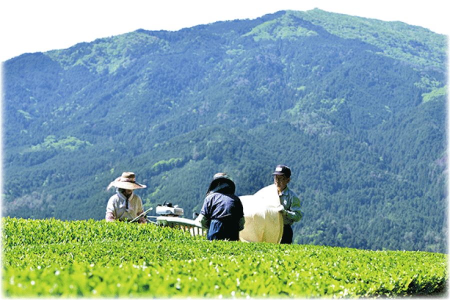 岐阜県産・美濃白川茶 緑茶三角TB[5g×15袋]｜岐阜県産 美濃白川茶