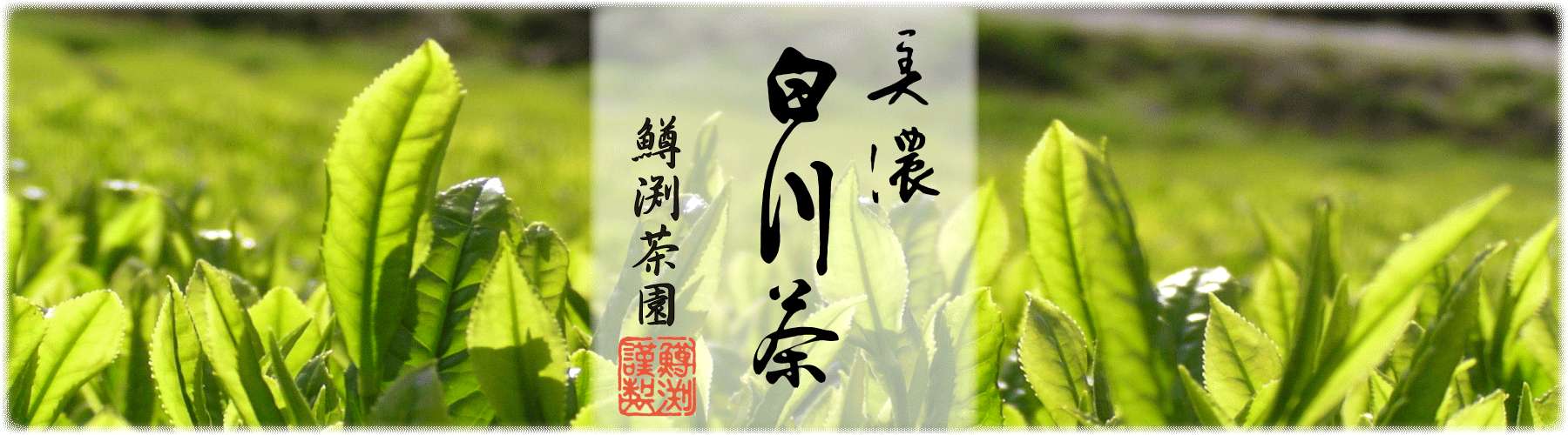 鱒渕茶園産の美濃白川茶