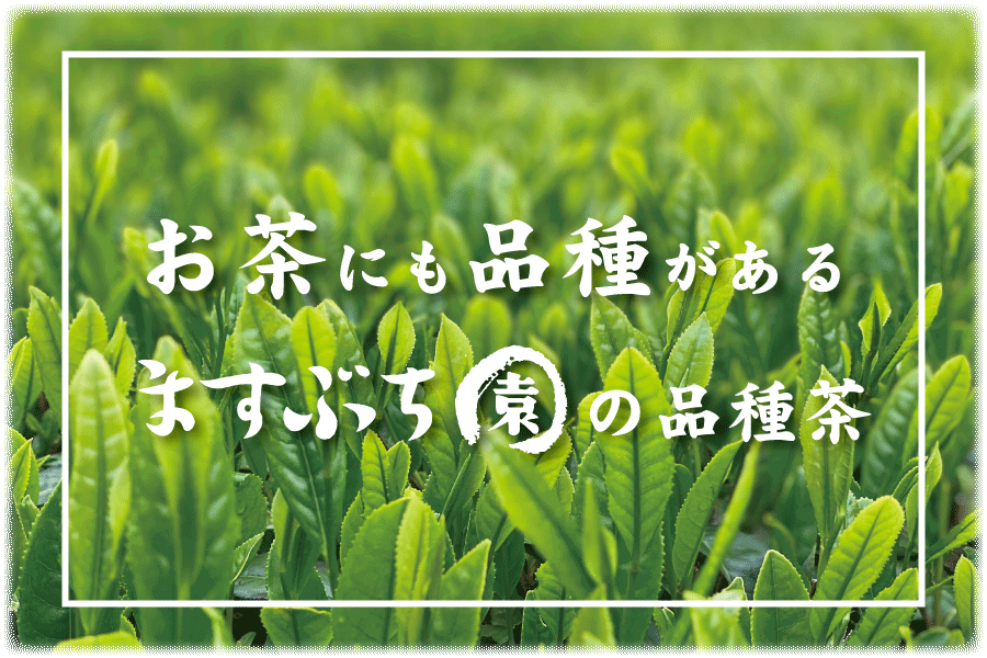 ますぶち園の品種茶