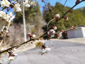 茶畑の作業が始動しました