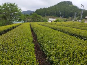 茶畑と品種
