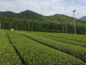 二番茶の摘採が終わって暑い夏の到来！！